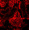 Interferon Regulatory Factor 3 antibody, A00165, Boster Biological Technology, Immunofluorescence image 