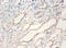 Bone Morphogenetic Protein 2 antibody, A54951-100, Epigentek, Immunohistochemistry paraffin image 