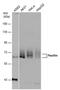 Paxillin antibody, PA5-78143, Invitrogen Antibodies, Western Blot image 