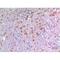 Bone Morphogenetic Protein 8a antibody, LS-C387065, Lifespan Biosciences, Immunohistochemistry paraffin image 