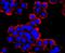 WAP Four-Disulfide Core Domain 2 antibody, NBP2-66883, Novus Biologicals, Immunocytochemistry image 