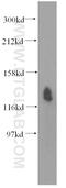 Solute Carrier Family 12 Member 4 antibody, 15927-1-AP, Proteintech Group, Western Blot image 
