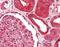 FAAH antibody, A00237, Boster Biological Technology, Immunohistochemistry paraffin image 