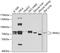 Interleukin 1 Receptor Associated Kinase 2 antibody, GTX33273, GeneTex, Western Blot image 