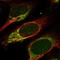 Mannosidase Beta Like antibody, HPA052348, Atlas Antibodies, Immunofluorescence image 