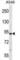 Serine/threonine-protein kinase Nek4 antibody, abx027929, Abbexa, Western Blot image 