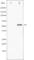 Checkpoint Kinase 1 antibody, abx010653, Abbexa, Western Blot image 