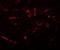 Caudal Type Homeobox 2 antibody, NBP1-77113, Novus Biologicals, Immunofluorescence image 
