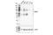 Interferon Gamma Receptor 1 antibody, 34808S, Cell Signaling Technology, Western Blot image 