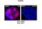 PARP2 antibody, PA5-40773, Invitrogen Antibodies, Immunofluorescence image 