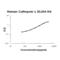 Cathepsin L antibody, EK0676, Boster Biological Technology, Enzyme Linked Immunosorbent Assay image 