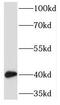 Tropomodulin 2 antibody, FNab08800, FineTest, Western Blot image 