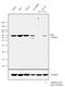 FGR Proto-Oncogene, Src Family Tyrosine Kinase antibody, 703189, Invitrogen Antibodies, Western Blot image 