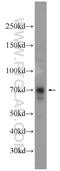 Guanylate Binding Protein Family Member 6 antibody, 23001-1-AP, Proteintech Group, Western Blot image 