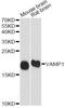 Vesicle Associated Membrane Protein 1 antibody, A8877, ABclonal Technology, Western Blot image 