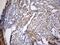 Kelch Like Family Member 12 antibody, NBP2-45512, Novus Biologicals, Immunohistochemistry paraffin image 