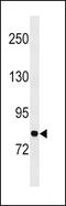 Glycyl-TRNA Synthetase antibody, PA5-15148, Invitrogen Antibodies, Western Blot image 