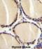 Calcitonin gene-related peptide 1 antibody, abx026097, Abbexa, Immunohistochemistry frozen image 