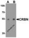 Cereblon antibody, 8115, ProSci, Western Blot image 