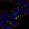 Alpha 2-HS Glycoprotein antibody, NBP1-90303, Novus Biologicals, Immunocytochemistry image 