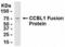 Kynurenine Aminotransferase 1 antibody, XW-7897, ProSci, Enzyme Linked Immunosorbent Assay image 