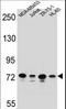 Protocadherin Beta 15 antibody, LS-C163432, Lifespan Biosciences, Western Blot image 