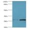 Acrosomal Vesicle Protein 1 antibody, LS-C375117, Lifespan Biosciences, Western Blot image 