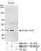 STIP1 Homology And U-Box Containing Protein 1 antibody, NB100-77316, Novus Biologicals, Western Blot image 