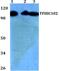 General Transcription Factor IIIC Subunit 3 antibody, PA5-36290, Invitrogen Antibodies, Western Blot image 