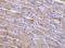 GDNF Family Receptor Alpha 3 antibody, A07481, Boster Biological Technology, Immunohistochemistry frozen image 