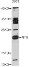 Neurotensin antibody, abx126282, Abbexa, Western Blot image 