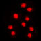 Cyclin A1 antibody, GTX56034, GeneTex, Immunofluorescence image 