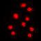Cyclin A1 antibody, GTX56034, GeneTex, Immunofluorescence image 