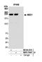 Mediator Complex Subunit 1 antibody, NBP2-76407, Novus Biologicals, Immunoprecipitation image 