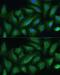 Tyrosine-protein phosphatase non-receptor type 22 antibody, GTX66229, GeneTex, Immunofluorescence image 