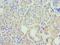 Paired Box 6 antibody, LS-C376289, Lifespan Biosciences, Immunohistochemistry paraffin image 