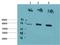 Protein Kinase AMP-Activated Catalytic Subunit Alpha 1 antibody, A00994-1, Boster Biological Technology, Western Blot image 