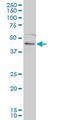 Forkhead Box F2 antibody, LS-C197228, Lifespan Biosciences, Western Blot image 