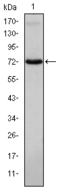 IL2 Inducible T Cell Kinase antibody, STJ98020, St John