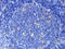 Betaine--Homocysteine S-Methyltransferase 2 antibody, orb330567, Biorbyt, Immunohistochemistry paraffin image 