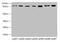 Ubiquitin Specific Peptidase 5 antibody, CSB-PA025742LA01HU, Cusabio, Western Blot image 