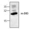 BH3 Interacting Domain Death Agonist antibody, GTX22561, GeneTex, Western Blot image 