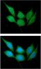 Calcyclin-binding protein antibody, GTX57600, GeneTex, Immunofluorescence image 