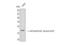 Eukaryotic Translation Initiation Factor 5A antibody, STJ90136, St John