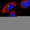 Zinc Finger Protein 514 antibody, HPA028974, Atlas Antibodies, Immunocytochemistry image 