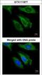 Fibroblast Growth Factor 21 antibody, GTX111877, GeneTex, Immunofluorescence image 