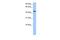 Zinc Finger Protein 680 antibody, PA5-43641, Invitrogen Antibodies, Western Blot image 