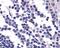 G Protein-Coupled Receptor 132 antibody, 48-227, ProSci, Immunohistochemistry frozen image 