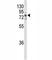 Non-receptor tyrosine-protein kinase TNK1 antibody, F40161-0.4ML, NSJ Bioreagents, Western Blot image 