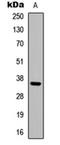 Adenosine receptor A3 antibody, orb235000, Biorbyt, Western Blot image 